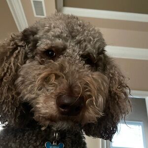 Murphy kiss Shipping Label